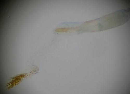 Réf. 267 834 : Oegoconia uralskella